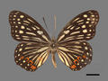 Hestina assimilis subsp. formosana (specimen)