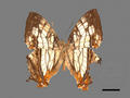 Cyrestis thyodamas subsp. formosana (specimen)