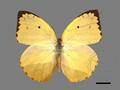 Catopsilia pomona subsp. pomona (specimen)