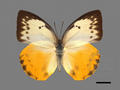 Catopsilia scylla (specimen)