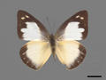 Aporia albina subsp. semperi (specimen)