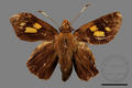 Erionota torus (specimen)