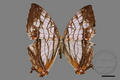 Cyrestis thyodamas formosana (specimen)