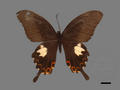 Papilio helenus subsp. fortunius (specimen)