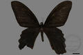 Papilio thaiwanus (specimen)
