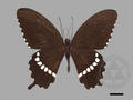 Papilio polytes subsp. pasikrates (specimen)