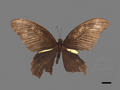 Papilio protenor subsp. amaura (specimen)