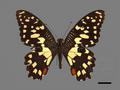 Princeps demoleus subsp. libanius (specimen)