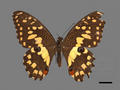 Princeps demoleus subsp. libanius (specimen)