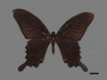 Papilio dialis subsp. andronicus (specimen)