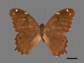 Lethe rohria subsp. daemoniaca (specimen)