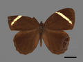 Lethe verma subsp. cintamani (specimen)