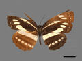 Neptis nandina subsp. formosan (specimen)