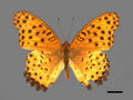 Argyreus hyperbius subsp. hyperbius (specimen)