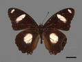 Hypolimnas misippus (specimen)