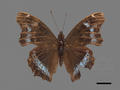 Kaniska canace subsp. drilon (specimen)