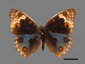 Precis orithya subsp. orithya (specimen)