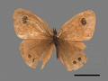 Ypthima baldus subsp. zodina (specimen)