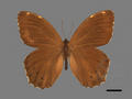 Neope muirheadi subsp. nagasawae (specimen)
