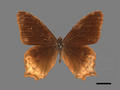 Lethe dura subsp. neoclides (specimen)