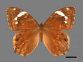 Lethe chandica subsp. ratnacri (specimen)