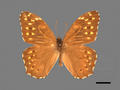Neope bremeri subsp. taiwana (specimen)