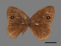Mycalesis sangaica subsp. mara (specimen)