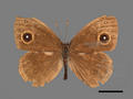 Mycalesis gotama subsp. nanda (specimen)