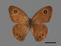 Ypthima formosana (specimen)