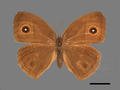 Mycalesis mineus subsp. mineus (specimen)