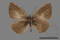 Megisha malaya sikkima (specimen)