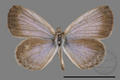 Zizeeria maha okinawana (specimen)