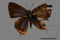 Heliophorus ila matsumurae (specimen)