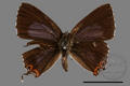 Heliophorus ila matsumurae (specimen)