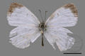 Phengaris daitozana (specimen)