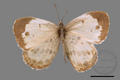 Phengaris daitozana (specimen)