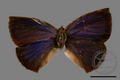 Narathura japonica kotoshona (specimen)