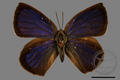 Narathura japonica kotoshona (specimen)