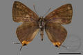 Spindasis syama (specimen)