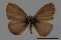 Prosotas nora formosana (specimen)