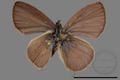 Prosotas nora formosana (specimen)