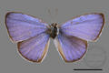 Celastrina lavendularis himilcon (specimen)