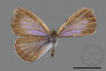 Jamides bochus formosanus (specimen)