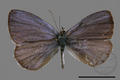 Celastrina oreas arisana (specimen)