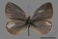 Celastrina oreas arisana (specimen)