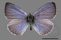 Celastrina lavendularis himilcon (specimen)