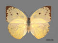 Catopsilia pomona subsp. pomona (specimen)