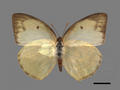 Catopsilia pyranthe subsp. pyranthe (specimen)