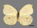 Gonepteryx amintha subsp. formosana (specimen)
