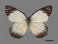 Delias hyparete subsp. luzonensis (specimen)